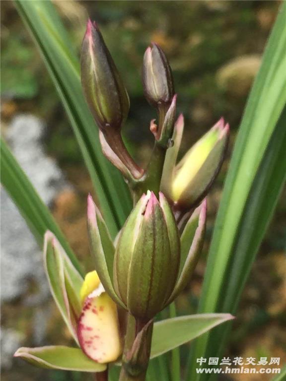 蕙兰芙蓉花新品花艺双全