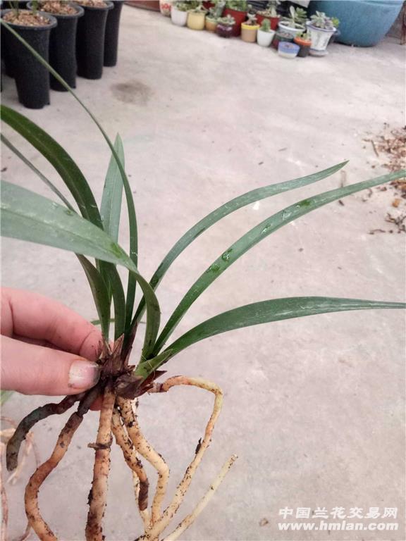 建兰精品:红荷冠 中国兰花交易网
