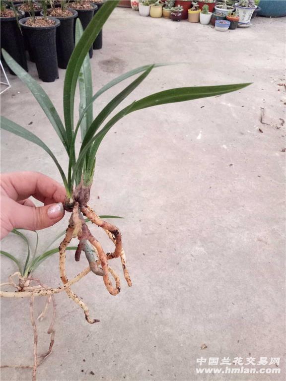 建兰精品:红荷冠 中国兰花交易网