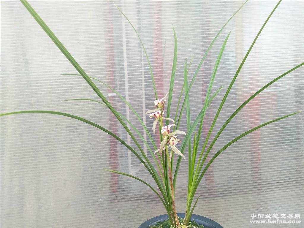 桃园三结义特壮苗带花苞 - 中国兰花交易网