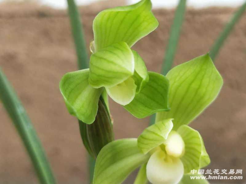 春剑雨露引种苗带花苞