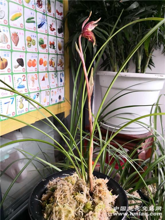 经典春兰酒红色穿版蝶花,花开两月有余