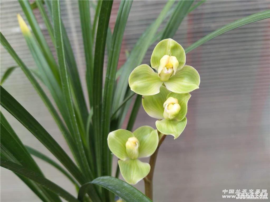 春铭品【玉海棠】典梅瓣 子母壮苗带花苞