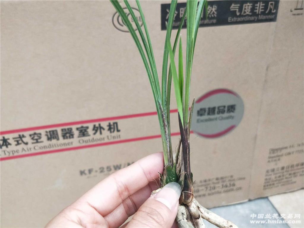 莲瓣兰碧龙红素,壮苗带芽