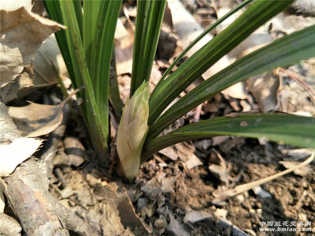 **蕙兰漂亮花苞赌好花