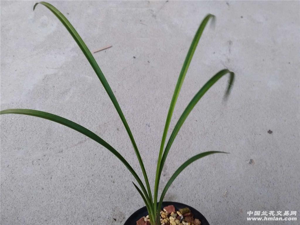 新津胭脂,春