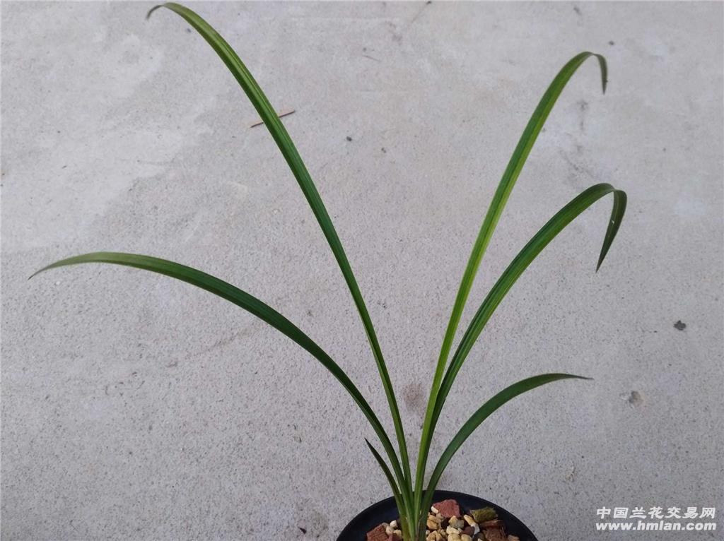 新津胭脂,春