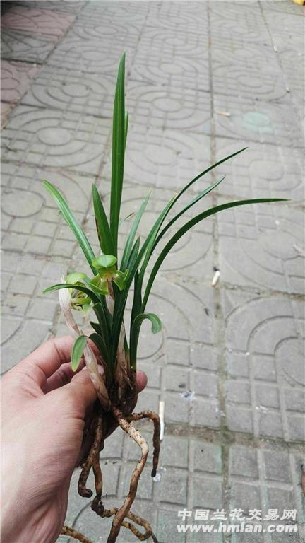 所有分类 下山新品荷瓣  最长叶:  20cm,    最宽叶:1cm,  总叶数:14