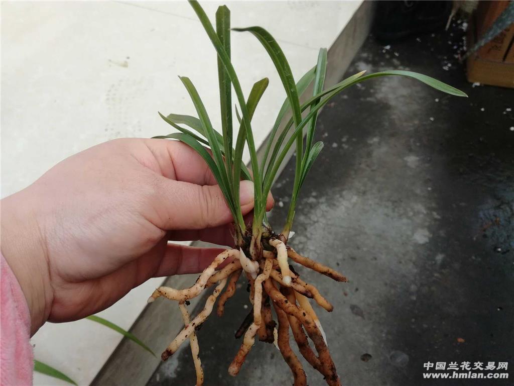 漂亮春兰新品矮种荷瓣带芽