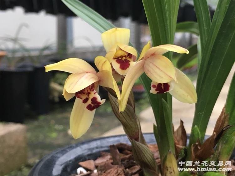 (科技)蕙兰新品红荷-带现花!