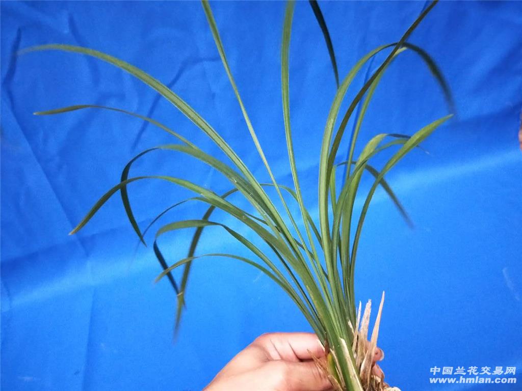 春剑素心