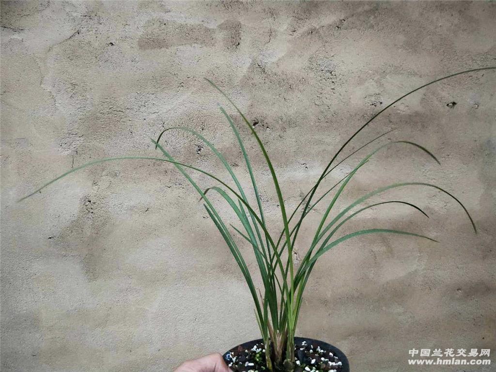 精品色花,莲瓣兰人面桃花带芽