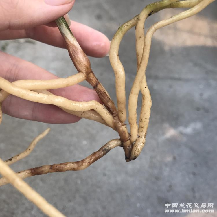 中透艺竹节龙根