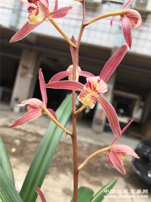 传统品种,墨兰红花,10喵1杆花80包邮