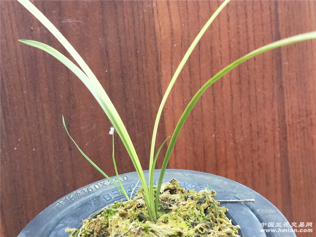 瑞雪,莲瓣艺草素花名品 - 中国兰花交易网