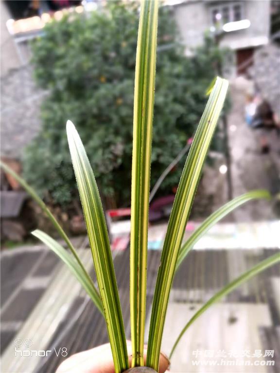进化强的龙根春兰丝缟艺 - 中国兰花交易网