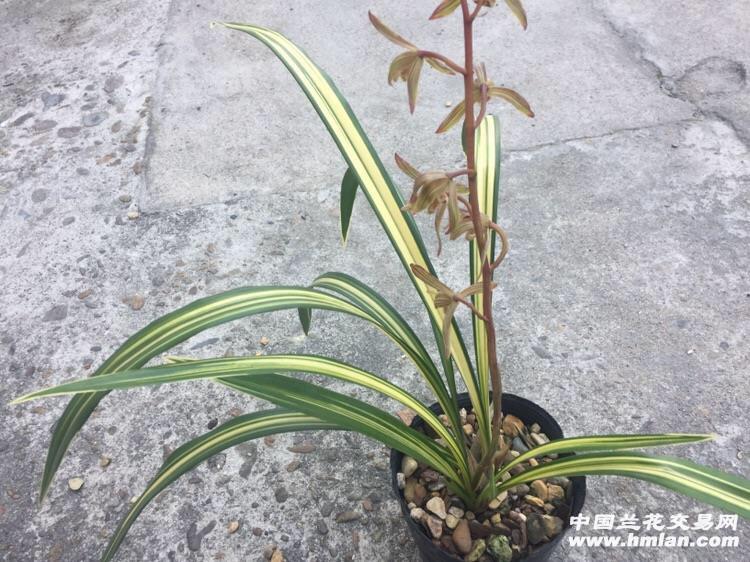 黄金宇宙殿,艺好苗壮,3苗1花 - 中国兰花交易网