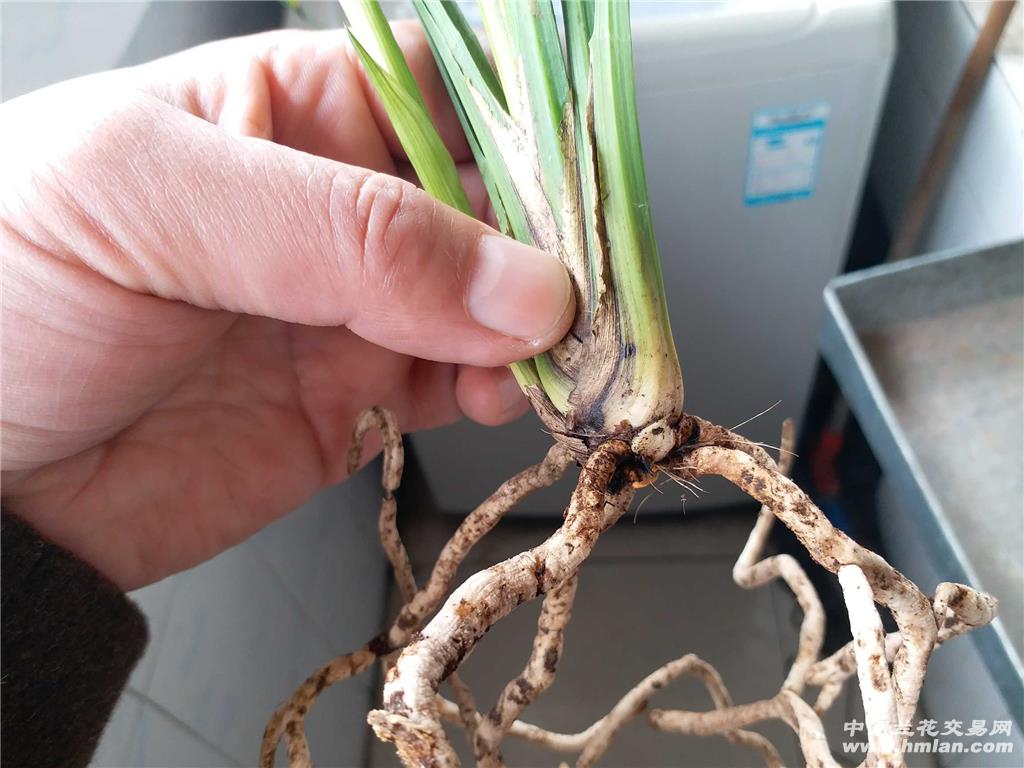 送春绝好荷瓣
