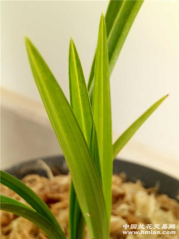 春剑艺草