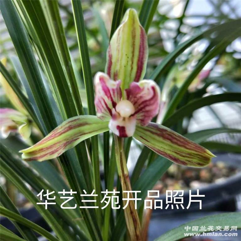 春兰复色精品《蒙山魂》3.5苗带花! - 中国兰花交易网