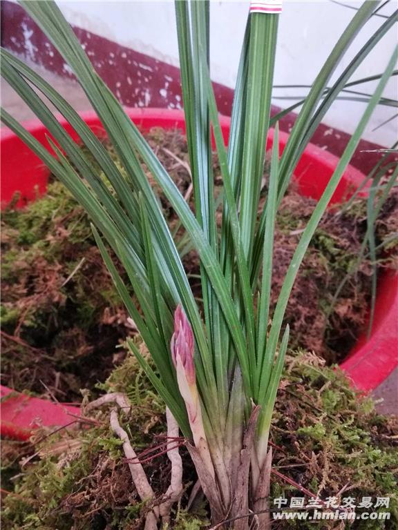 260蕙兰精品红花苞赌红花