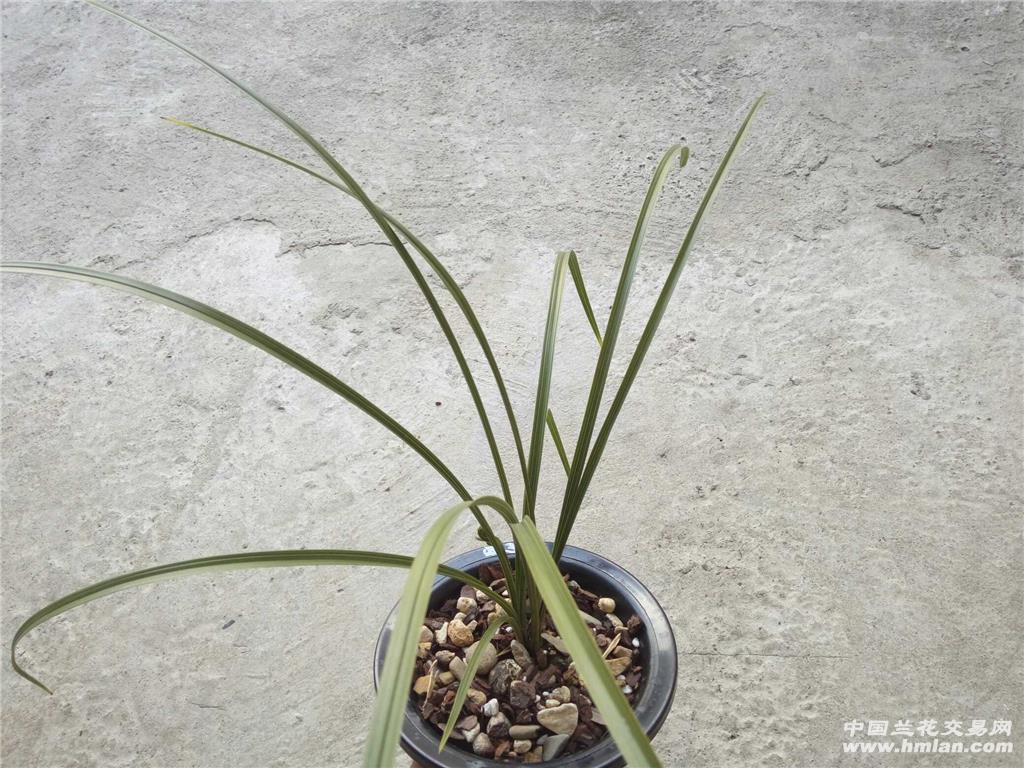 蕙兰/新极品