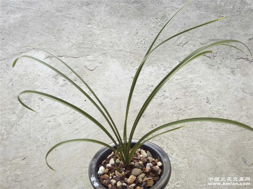 蕙兰/新极品