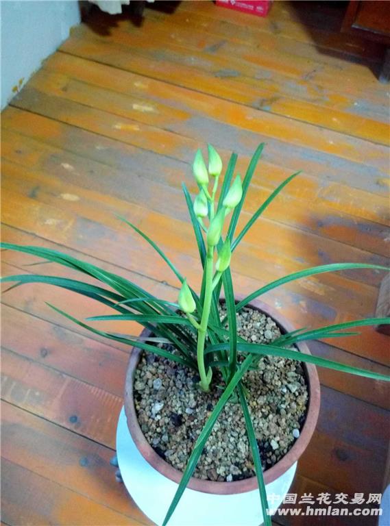 带花蕙兰素心5苗