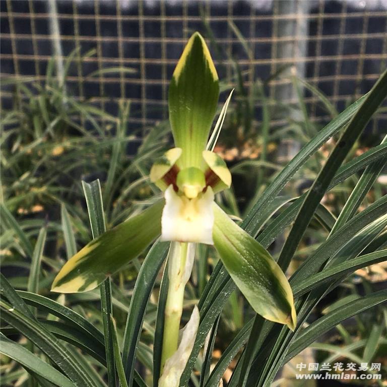 春兰雪山天草3苗2花苞1大芽 - 中国兰花交易网