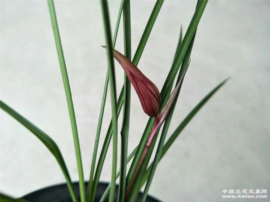 精选11苗带多芽漂亮红花《红凤》 - 中国兰花交易网
