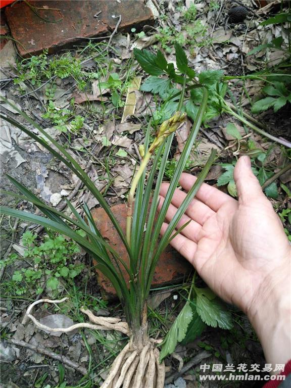 蕙兰去年下山的梅瓣(带花苞)