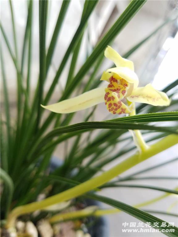 蕙兰复花黄花