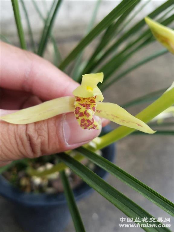 蕙兰复花黄花