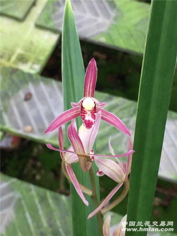 建兰红香妃壮苗粗根硬植料种植