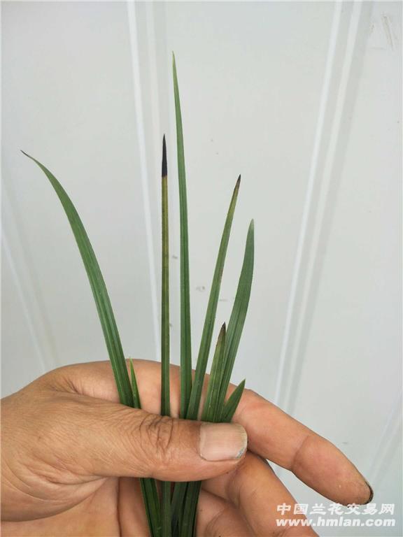 蕙兰荷形水仙2苗2大芽