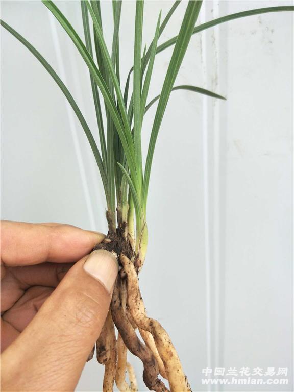 蕙兰荷形水仙2苗2大芽