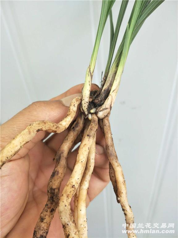 蕙兰荷形水仙2苗2大芽