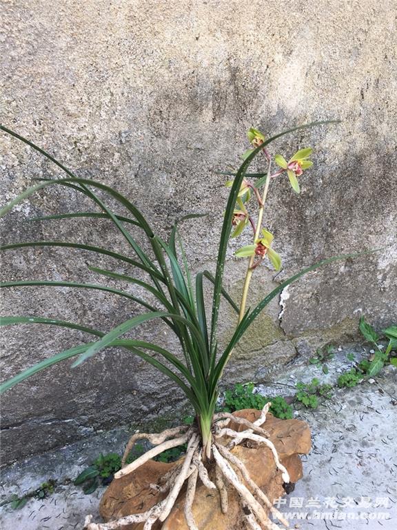 蕙兰瓣型花 - 中国兰花交易网