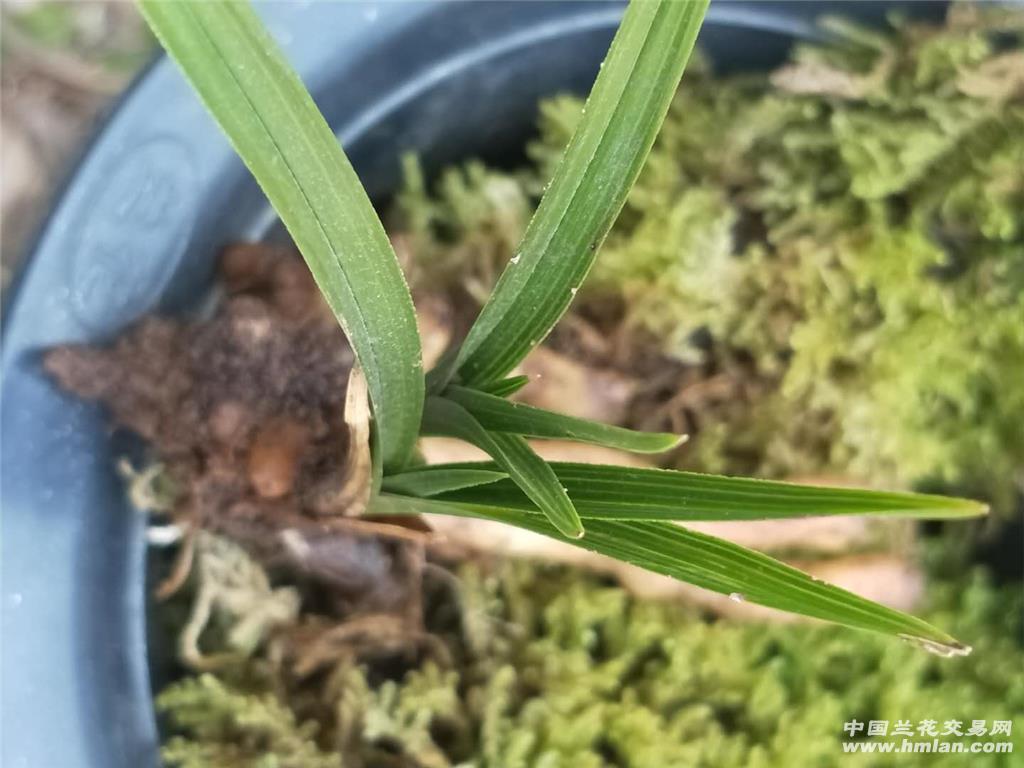 下山惠兰木纹叶型草