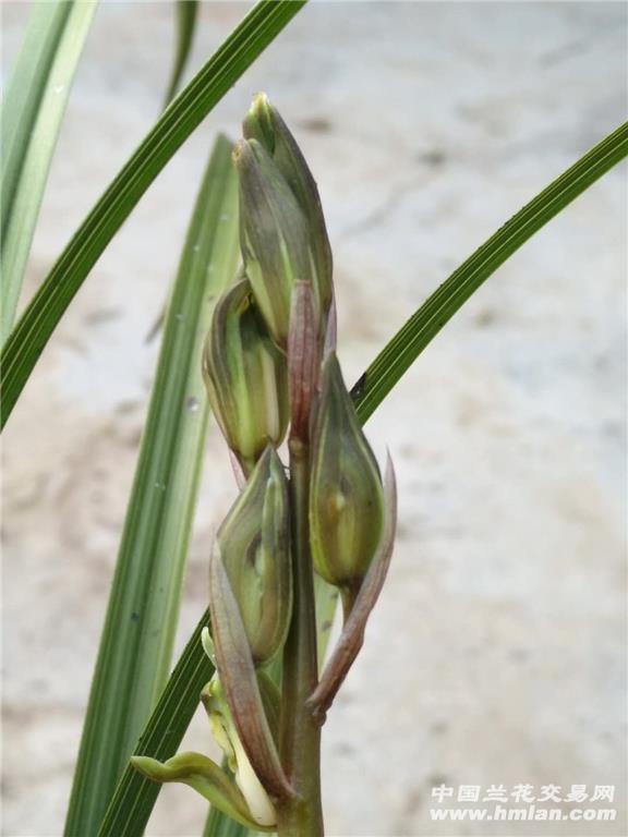 所有分类 蕙兰水仙花  品种简介:蕙兰水仙瓣,花颜色漂亮,带花,请看图