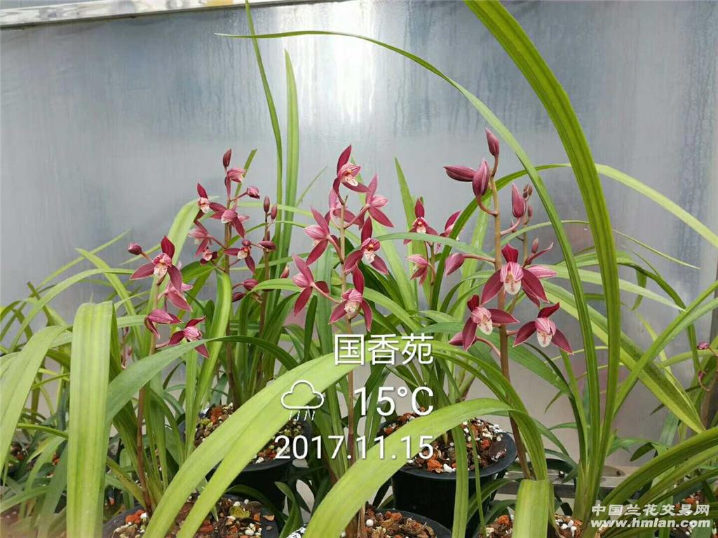 秋榜,版纳红,带芽