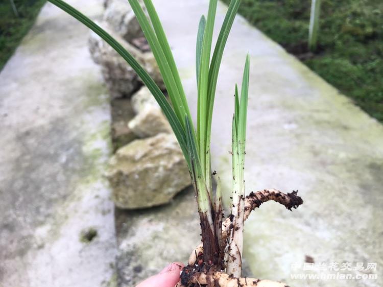 下山蕙兰菊瓣奇花(新草1大芽)