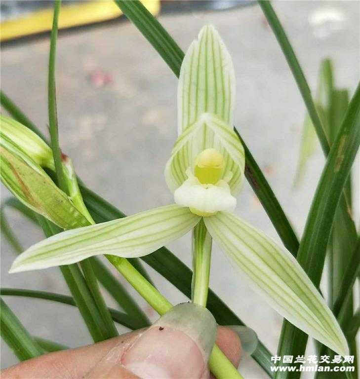 莲瓣兰碧龙玉素带芽