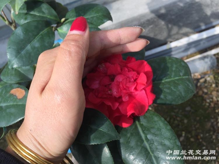火瀑布,正红色茶花 - 中国兰花交易网