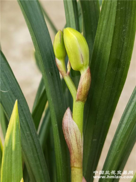 彩云荷3苗1芽2花