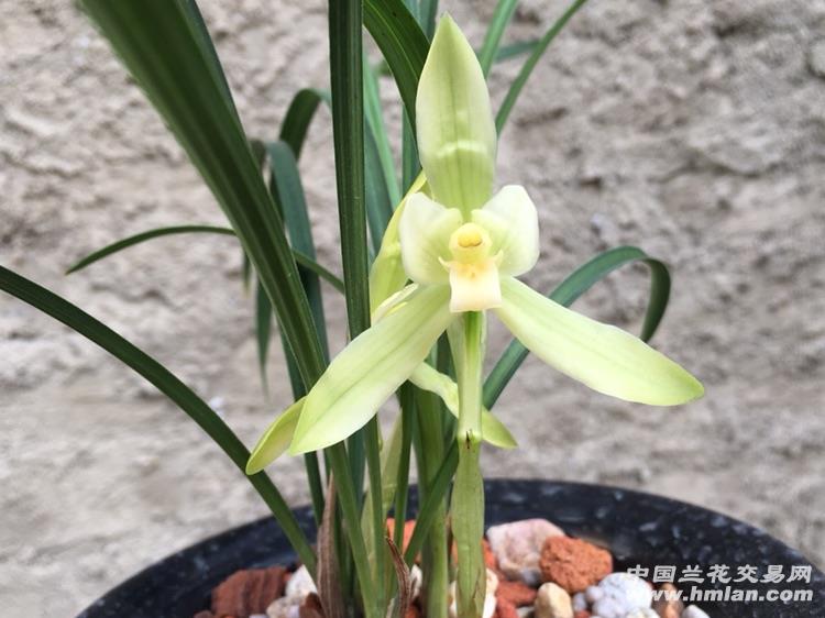 春兰(白雪冰心)带2现花1芽! - 中国兰花交易网