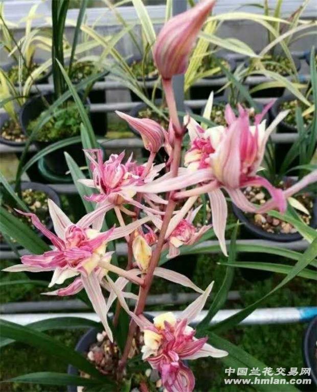 红凤奇花(1苗2大芽2花) - 中国兰花交易网