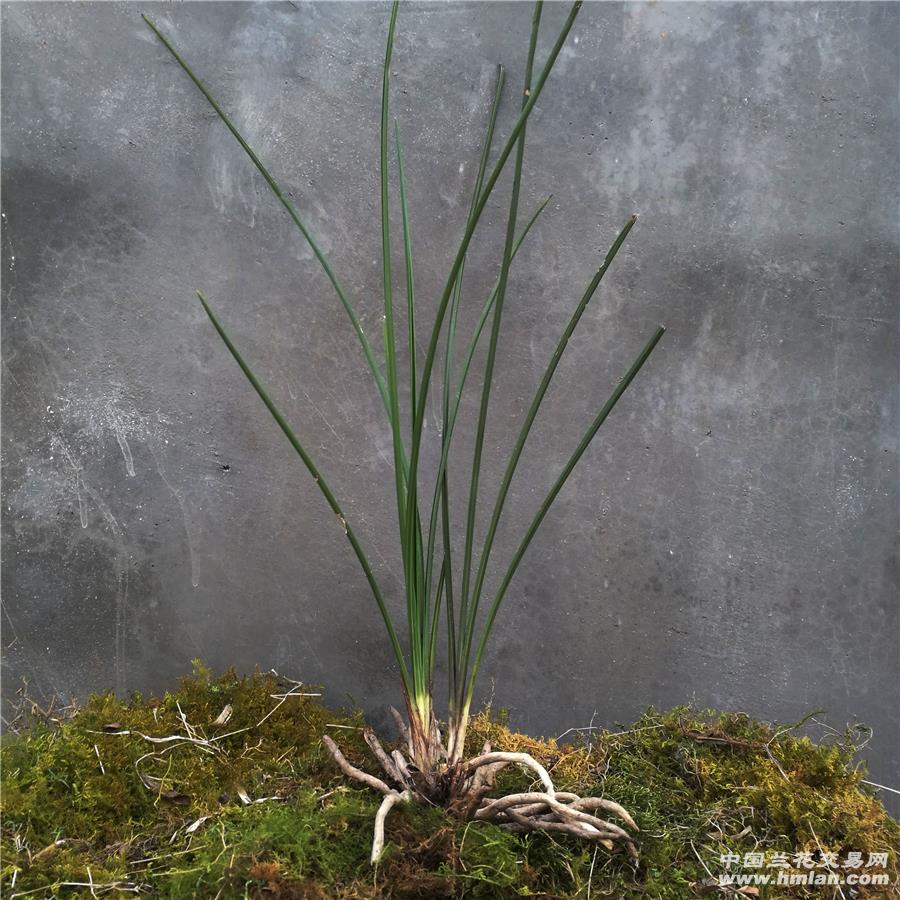 才下山蕙兰直立光边行草,v型两代一样 - 中国兰花交易