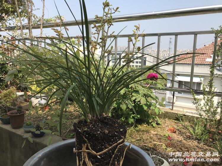 长寿梅(5苗1花) - 中国兰花交易网