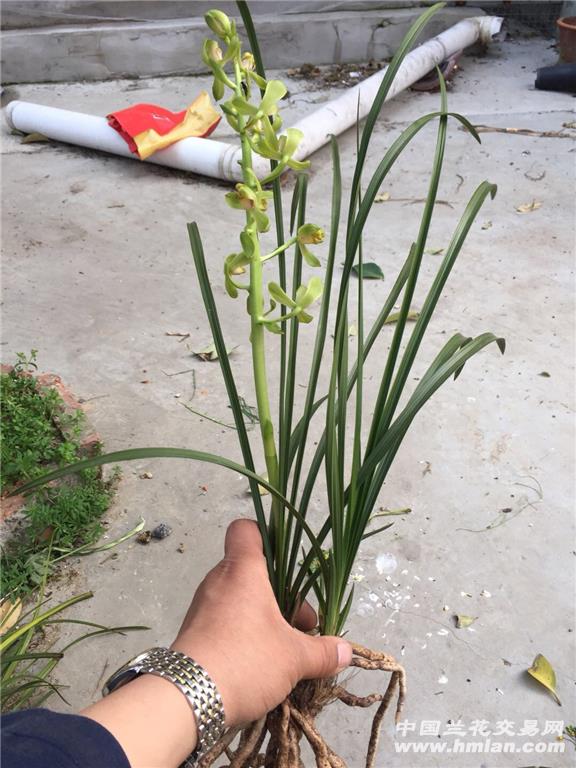 蕙兰青花荷型梅斑 带现花